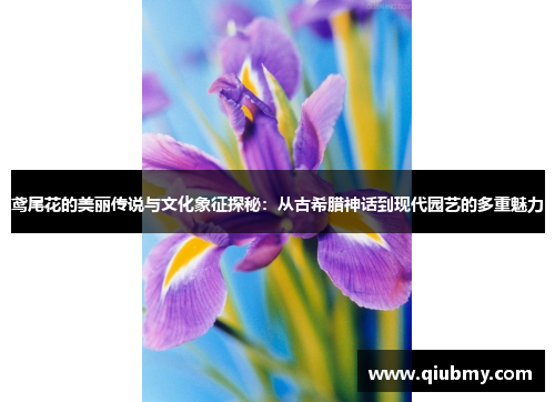 鸢尾花的美丽传说与文化象征探秘：从古希腊神话到现代园艺的多重魅力
